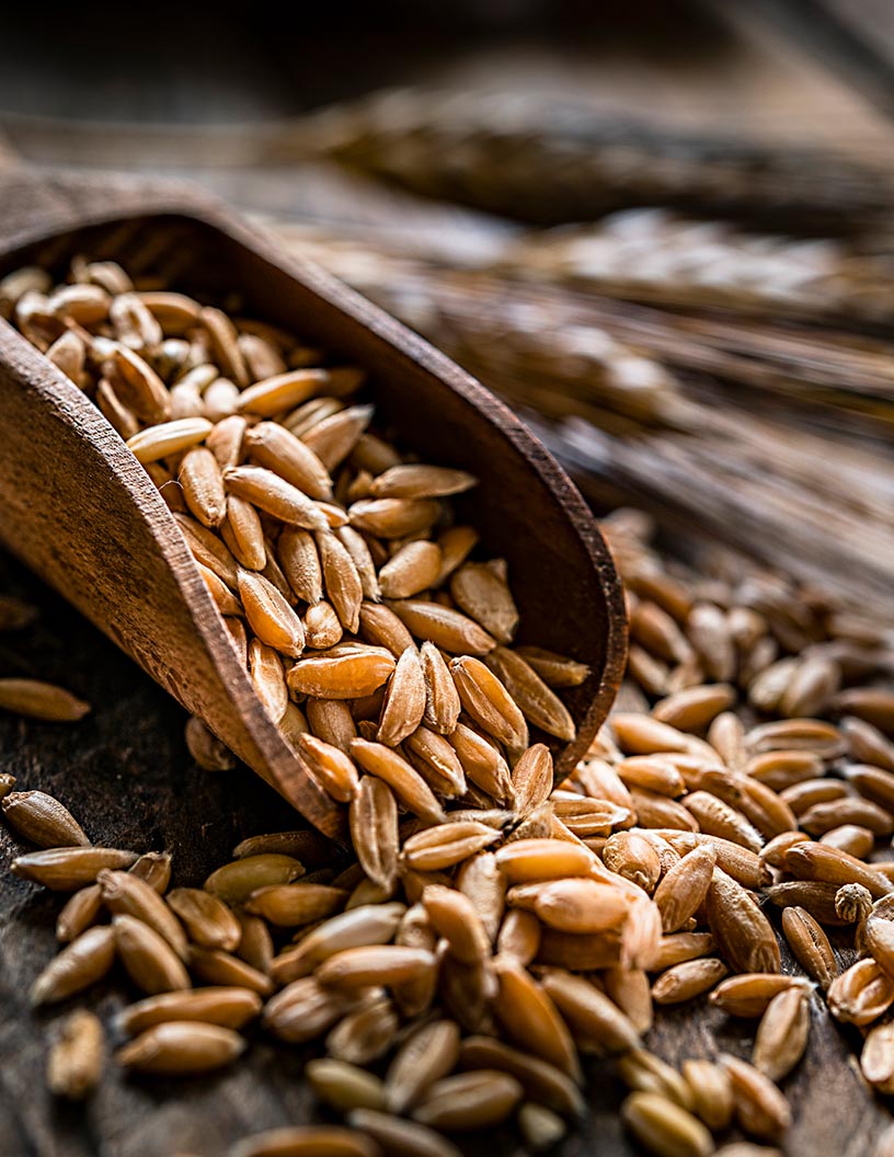 Farro Market Analysis Europe, North America, Middle East and Africa, APAC, South America - US, Italy, France, Germany, Switzerland - Size and Forecast 2024-2028