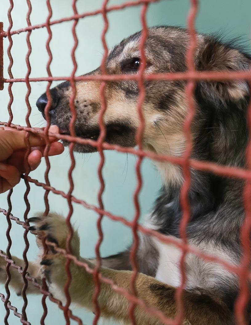 Veterinary CRO Market Analysis North America, Europe, Asia, Rest of World (ROW) - US, Canada, Germany, China, UK, Mexico, France, Japan, India, Spain - Size and Forecast 2024-2028