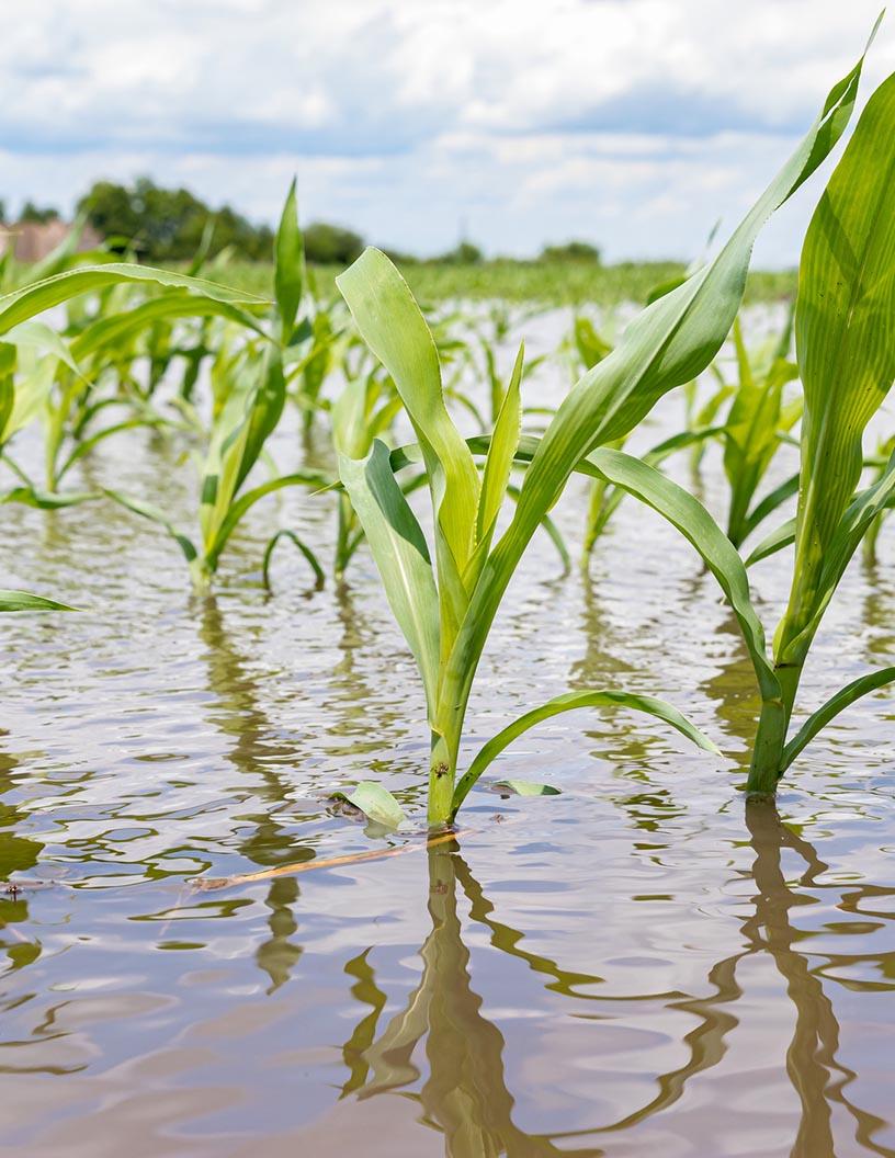 Crop Insurance Market Analysis, Size, and Forecast 2025-2029: North America (US and Canada), Europe (France, Germany, and UK), APAC (China, India, and Japan), South America (Argentina and Brazil), and Rest of World (ROW)