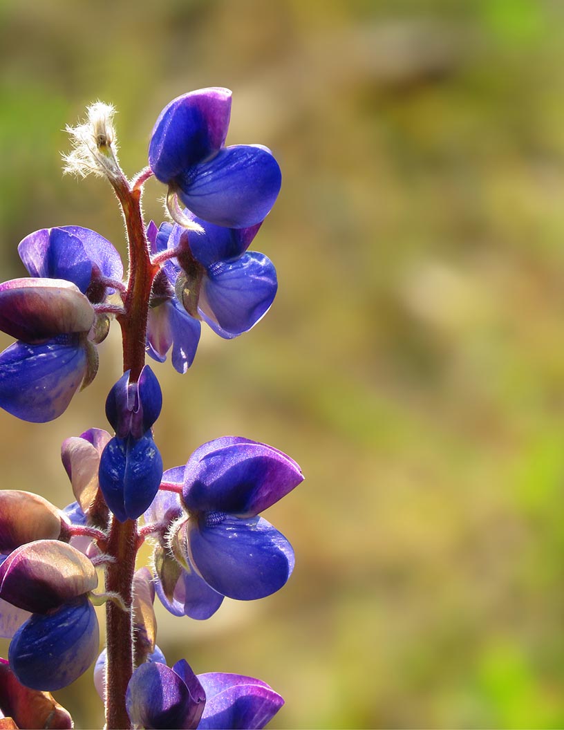 Lupin Market Analysis APAC, Europe, North America, Middle East and Africa, South America - Australia, US, China, UK, Japan - Size and Forecast 2024-2028