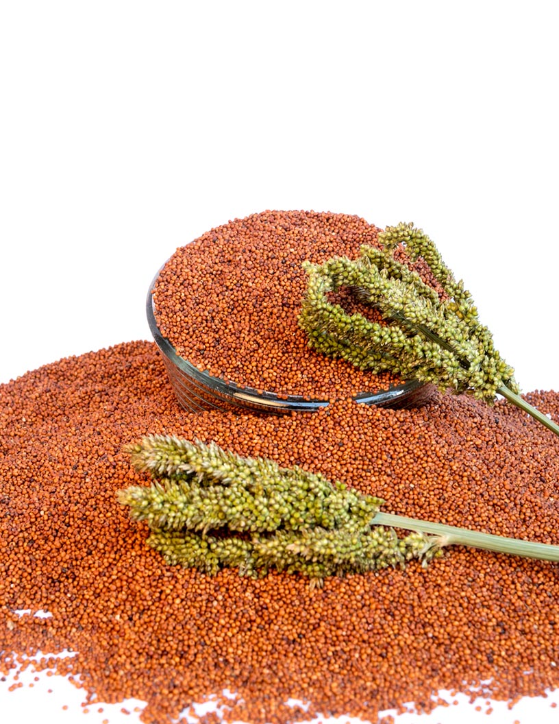 Finger Millet Market Analysis, Size, and Forecast 2024-2028: North America (Mexico), Europe (France, Germany, Italy, Spain, and UK), Middle East and Africa (UAE), APAC (Australia, China, India, Japan, and South Korea), South America (Brazil), and Rest of World (ROW)