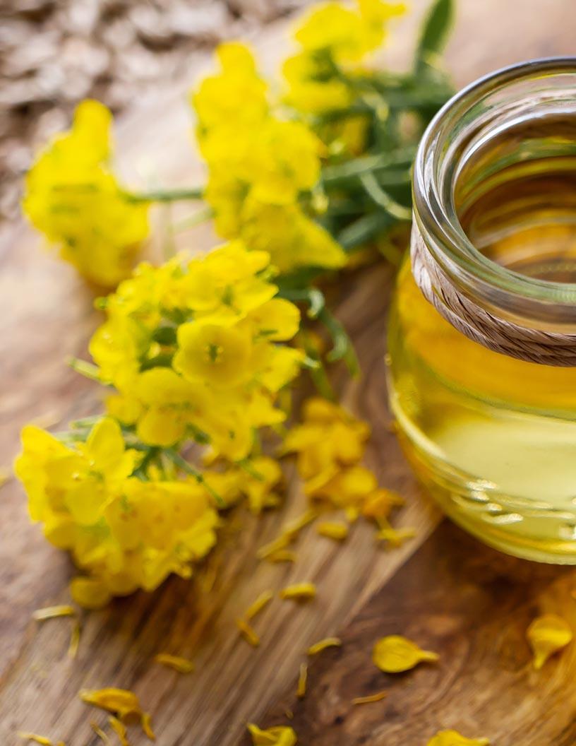 Bio Polyols Market Analysis, Size, and Forecast 2025-2029: North America (US and Canada), Europe (France, Germany, Italy, The Netherlands, UK), Middle East and Africa , APAC (China, India, Japan), South America , and Rest of World (ROW)