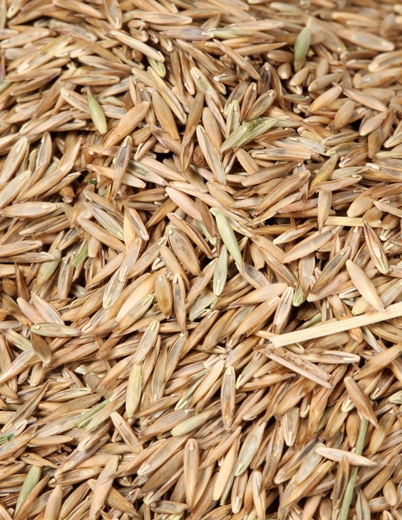 Forage Seed Market Analysis France - Size and Forecast 2024-2028