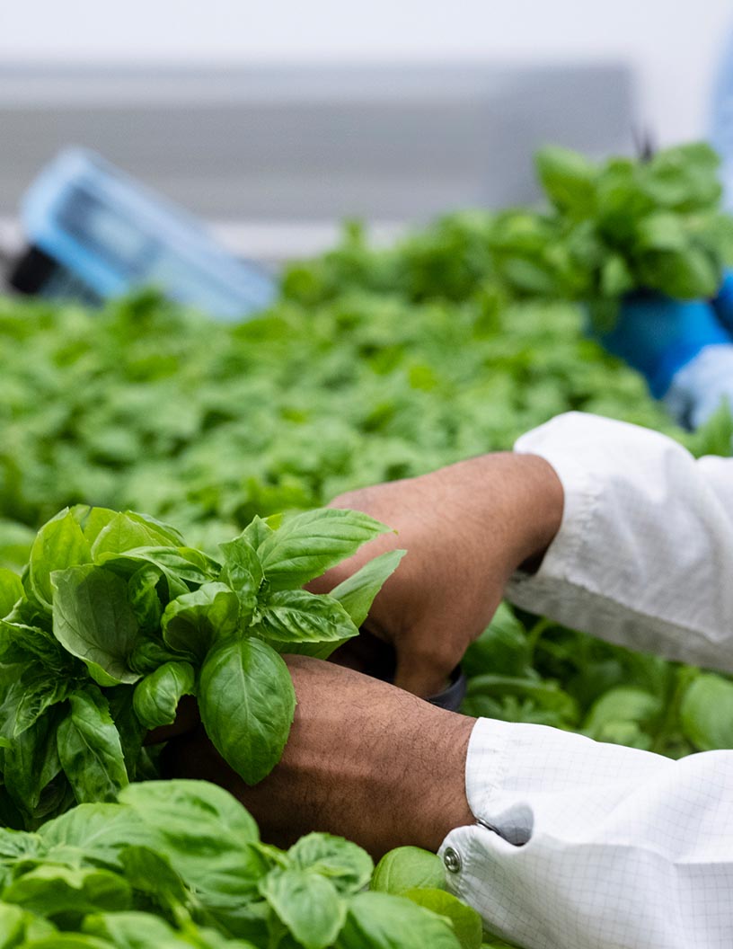 Hydroponic Nutrients Market Analysis APAC, North America, Europe, South America, Middle East and Africa - US, India, Japan, Australia, The Netherlands - Size and Forecast 2024-2028