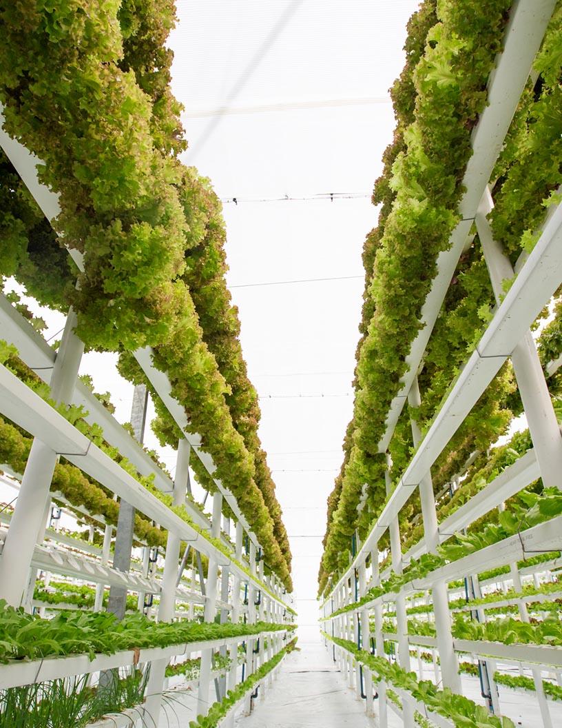 Vertical Farming Market Analysis, Size, and Forecast 2025-2029: North America (US and Canada), Europe (France, Germany, and UK), APAC (China, India, Japan, and South Korea), South America (Brazil), and Rest of World (ROW)