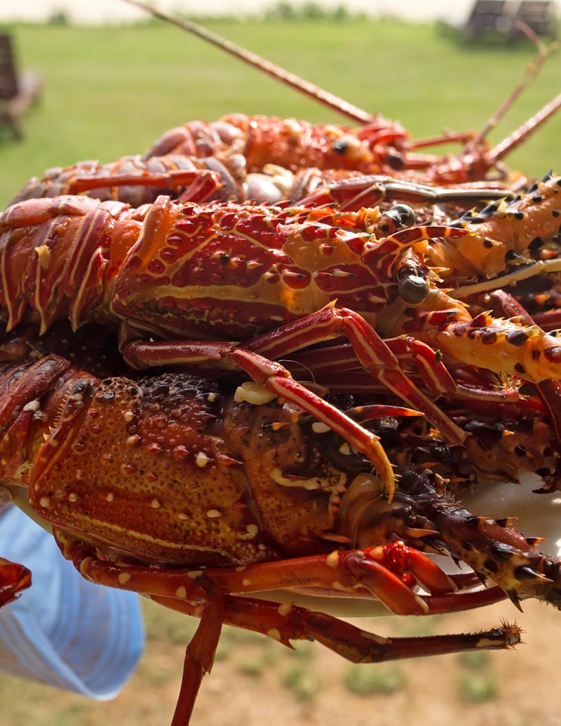 Lobster Market Analysis North America, Europe, APAC, Middle East and Africa, South America - US, China, Germany, Canada, France, Japan - Size and Forecast 2024-2028