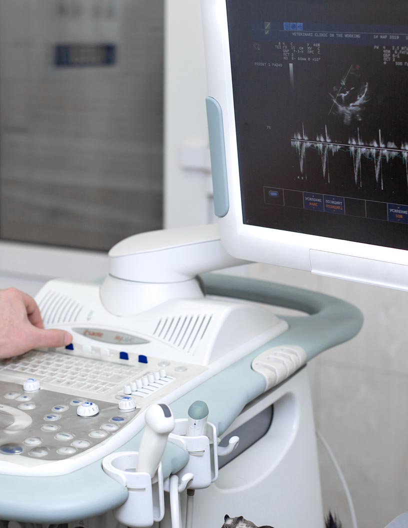 Veterinary Ultrasound Market Analysis, Size, and Forecast 2024-2028: North America (US and Canada), Europe (France, Germany, Italy, and UK), Middle East and Africa (Egypt, KSA, Oman, and UAE), APAC (China, India, and Japan), South America (Argentina and Brazil), and Rest of World (ROW)