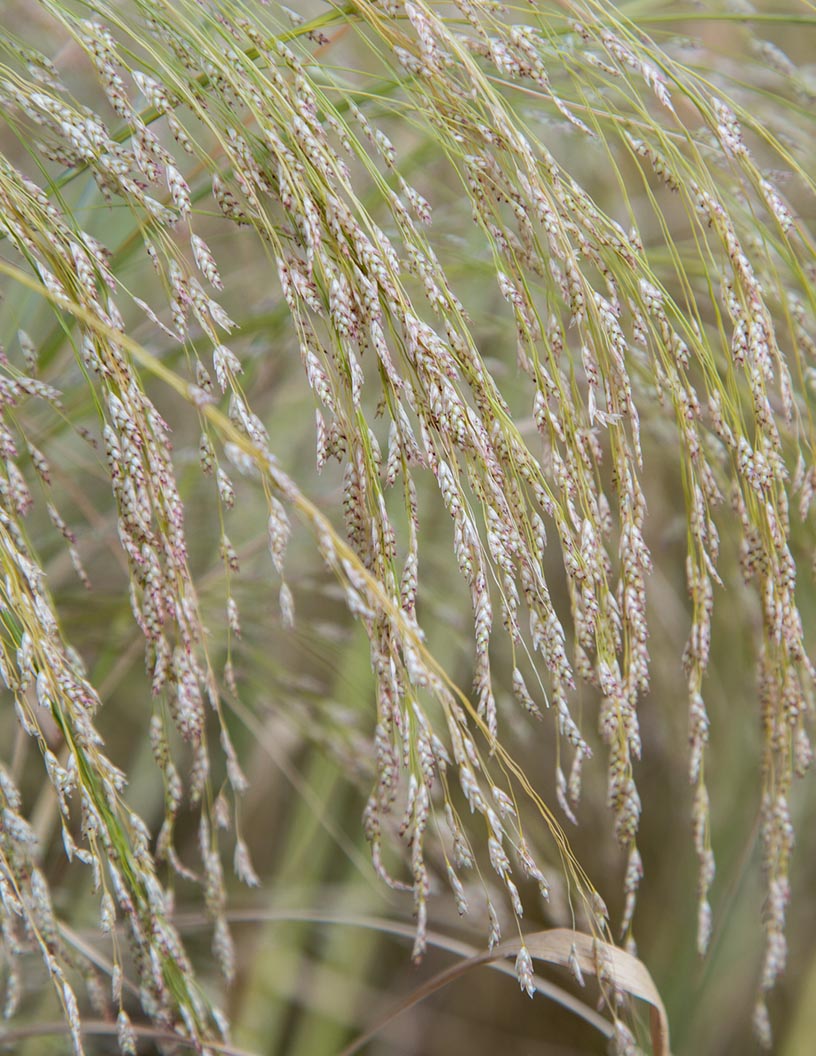 Teff Market Analysis Europe, North America, APAC, South America, Middle East and Africa - US, UK, Germany, Australia, France - Size and Forecast 2024-2028