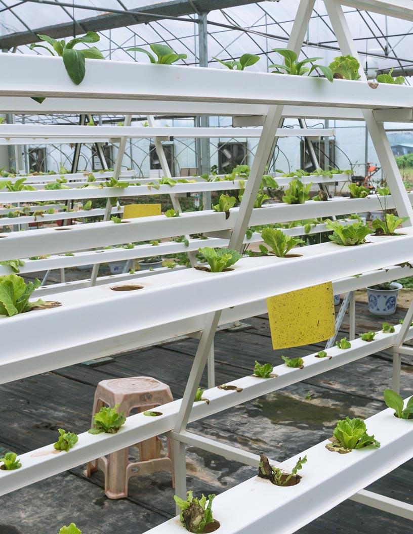 Aeroponics Market Analysis, Size, and Forecast 2025-2029: North America (US and Canada), Europe (France, Germany, The Netherlands, and UK), APAC (China, India, Japan, and South Korea), and Rest of World (ROW)