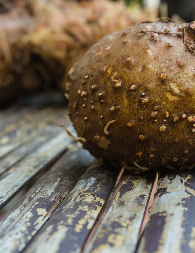 Konjac Market Analysis, Size, and Forecast 2024-2028: North America (Canada and Mexico), Europe (France, Germany, and UK), Middle East and Africa (UAE), APAC (Indonesia, Malaysia, South Korea, and Thailand), South America (Brazil), and Rest of World (ROW)