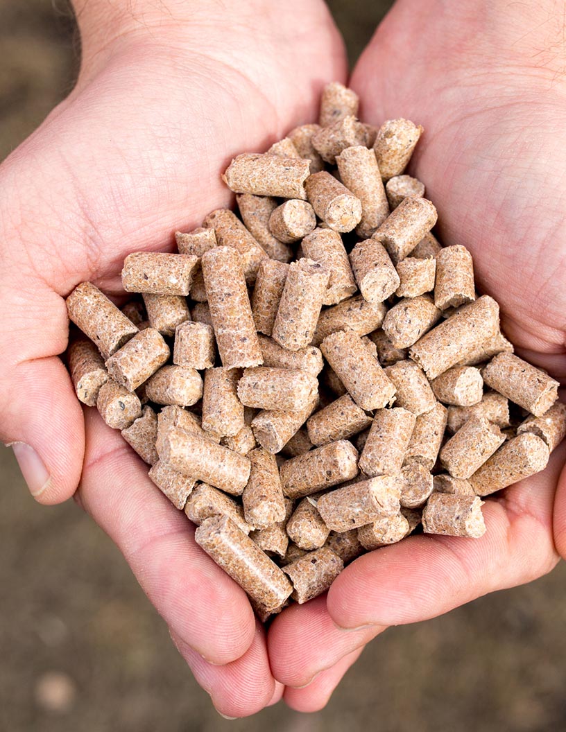 Cattle Feed Market Analysis APAC, North America, Europe, South America, Middle East and Africa - US, India, China, Brazil, Argentina - Size and Forecast 2024-2028