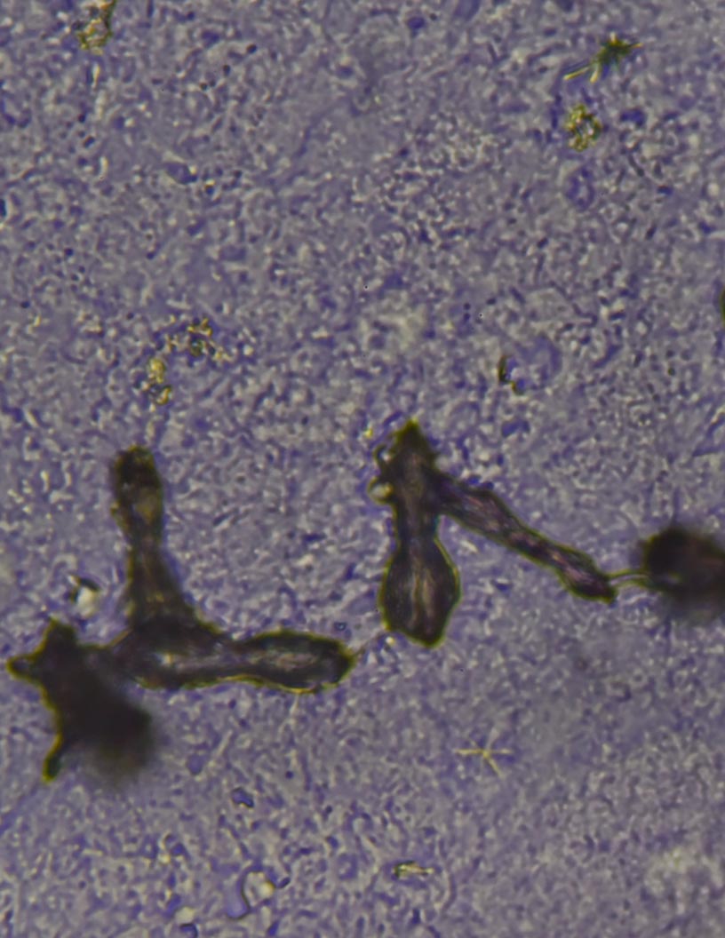 Sulphonamides Market Analysis North America, Europe, APAC, South America, Middle East and Africa - US, China, Germany, France, Canada, Japan - Size and Forecast 2024-2028