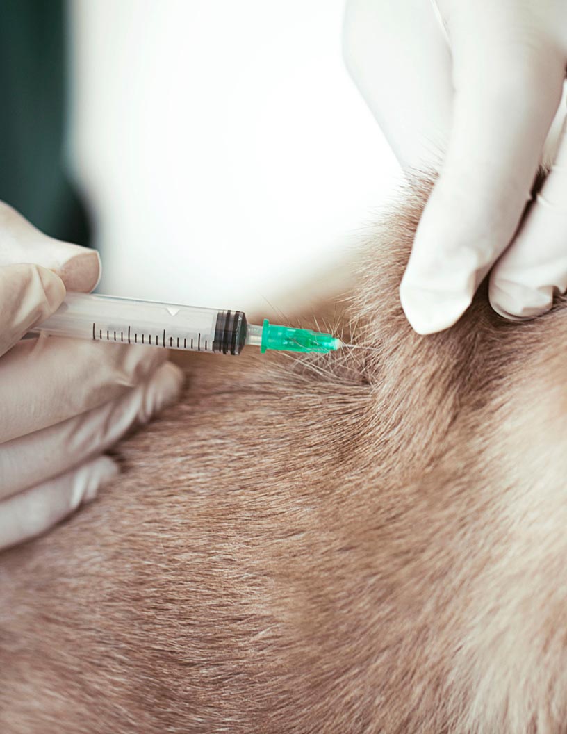 Animal Sedative Market Analysis North America, Europe, Asia, Rest of World (ROW) - US, Germany, UK, Canada, China - Size and Forecast 2024-2028