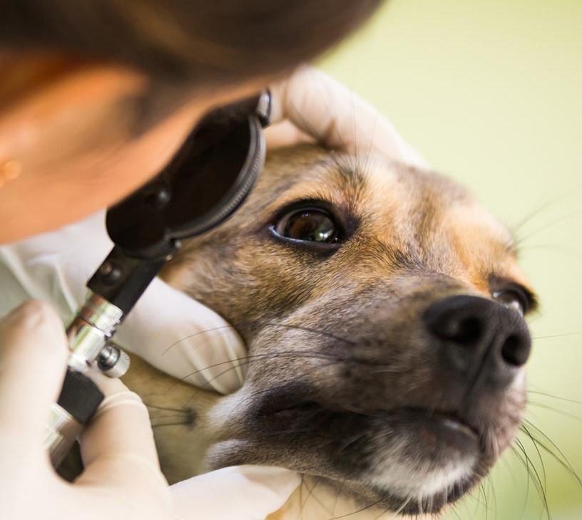 Veterinary Eye Care Market Analysis, Size, and Forecast 2025-2029: North America (US and Canada), Europe (France, Germany, Italy, and UK), APAC (China, India, and Japan), South America (Brazil), and Rest of World (ROW)