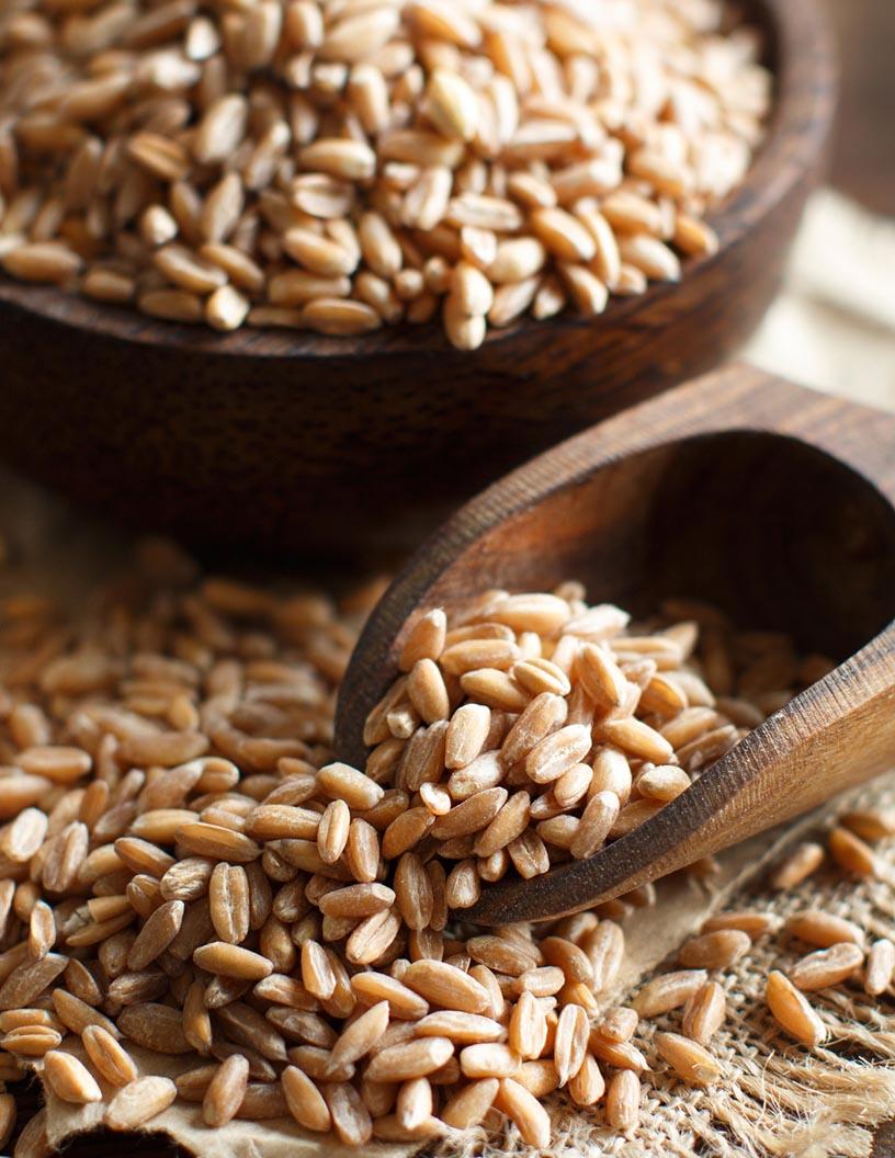 Spelt Market Analysis Europe, North America, APAC, South America, Middle East and Africa - US, Germany, UK, China, Canada, France, Italy, Japan, India, South Korea - Size and Forecast 2024-2028