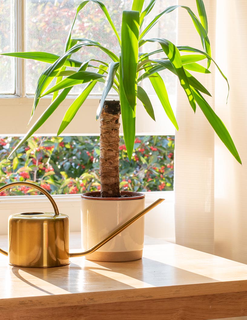 Yucca Extract Material Market Analysis North America, Europe, APAC, South America, Middle East and Africa - US, China, Japan, UK, Germany - Size and Forecast 2024-2028