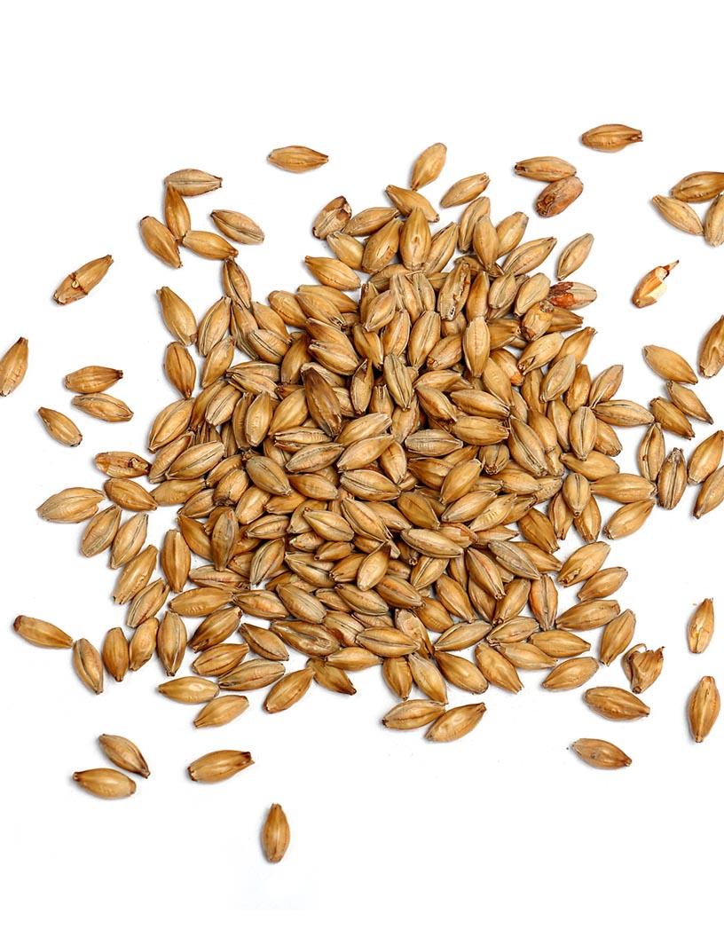 Malted Barley Market Analysis, Size, and Forecast 2025-2029: Europe (France, Germany, Russia, The Netherlands, UK), APAC (China, India, Japan), North America (US and Canada), Middle East and Africa , and South America