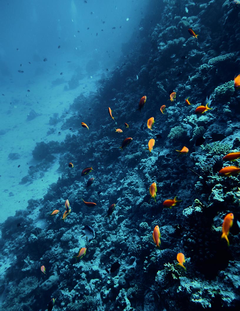 Marine Enzymes Market Analysis North America, Europe, APAC, South America, Middle East and Africa - US, Canada, China, Germany, Italy - Size and Forecast 2024-2028