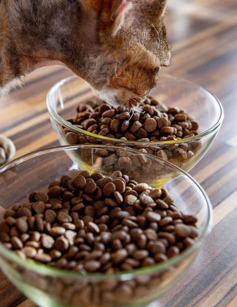 France Pet Food Market Analysis - Size and Forecast 2025-2029