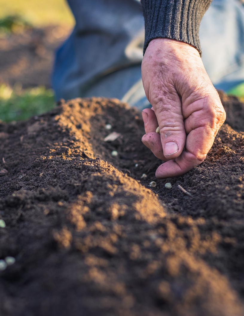 Garden Seeds Market Analysis APAC, North America, Europe, South America, Middle East and Africa - US, China, India, Brazil, France - Size and Forecast 2024-2028