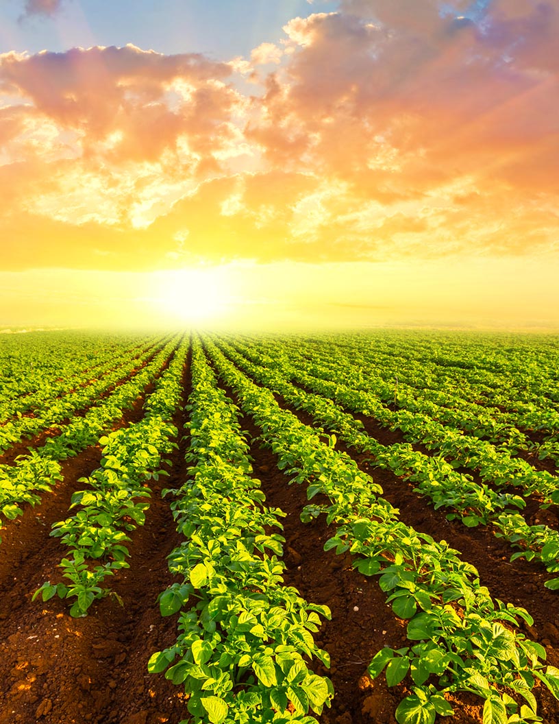 Agriculture Market Analysis Algeria - Size and Forecast 2024-2028