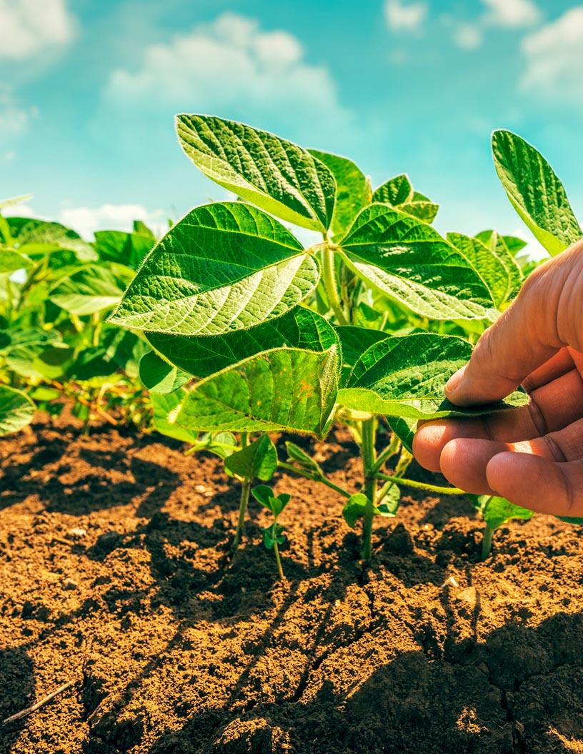 Argentina Agriculture Market Analysis - Size and Forecast 2025-2029