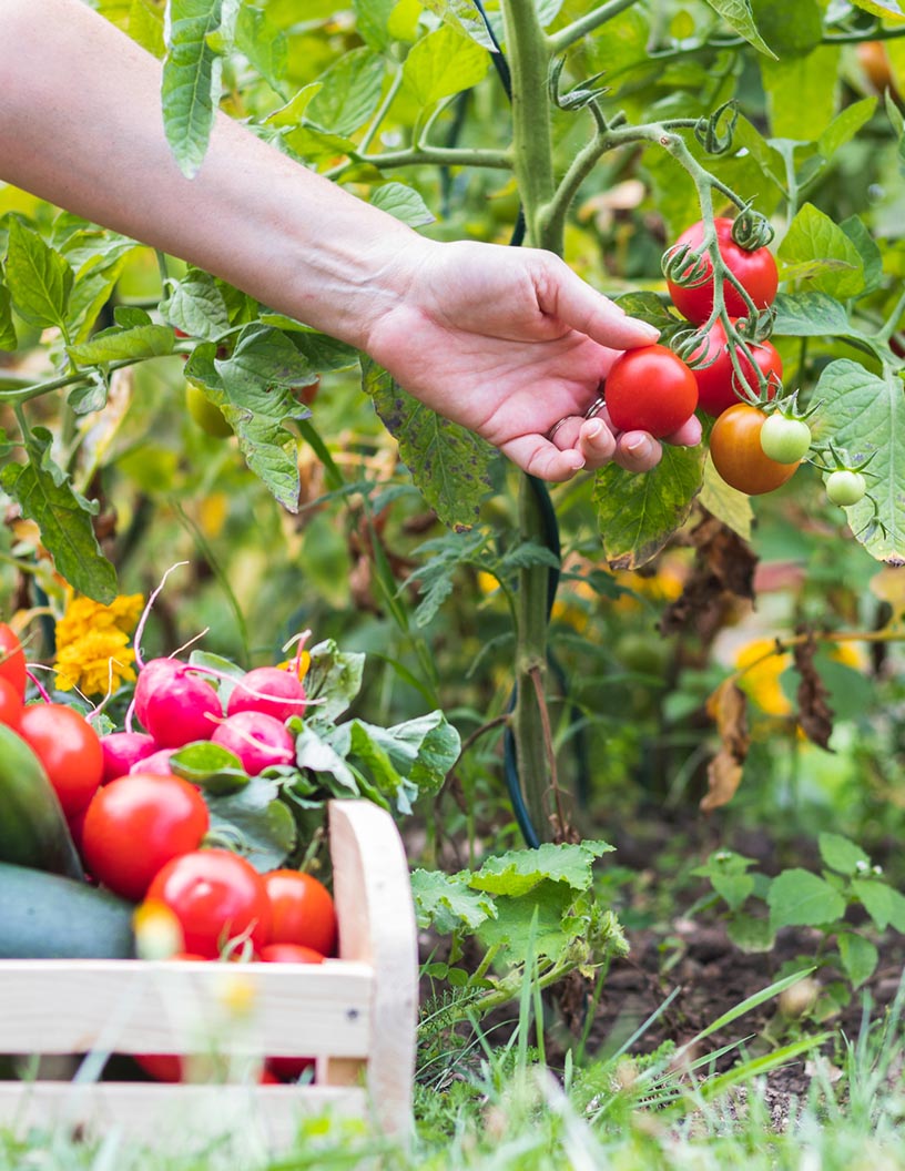 Israel Agriculture Market by Type and Distribution Channel - Forecast and Analysis 2024-2028