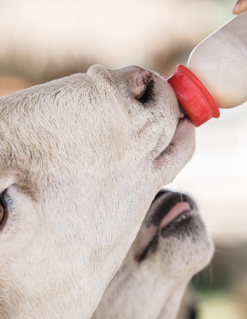 Eubiotics Market Analysis Europe, North America, APAC, South America, Middle East and Africa - US, Germany, China, Brazil, Russia - Size and Forecast 2024-2028