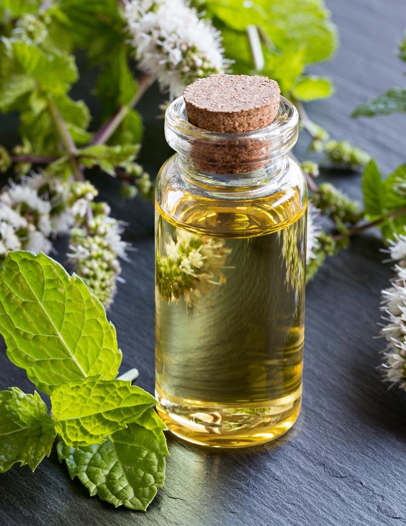 Mentha Oil Market Analysis APAC, North America, Europe, Middle East and Africa, South America - India, US, Japan, China, Germany, Canada, France, Italy, Spain, Brazil - Size and Forecast 2025-2029