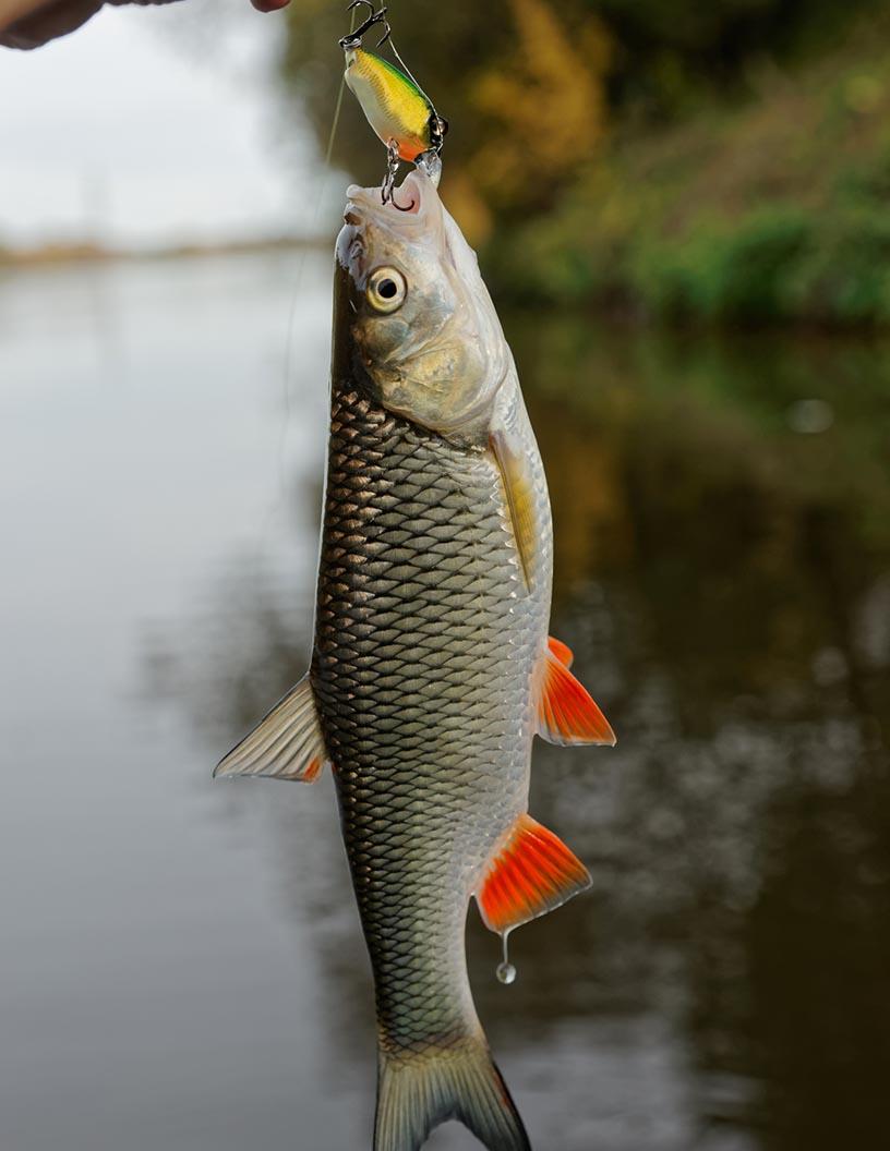 Fishing Bait Market Analysis, Size, and Forecast 2025-2029: North America (US, Canada, and Mexico), Europe (France, Germany, and UK), APAC (China, India, and Japan), South America (Brazil), and Rest of World (ROW)