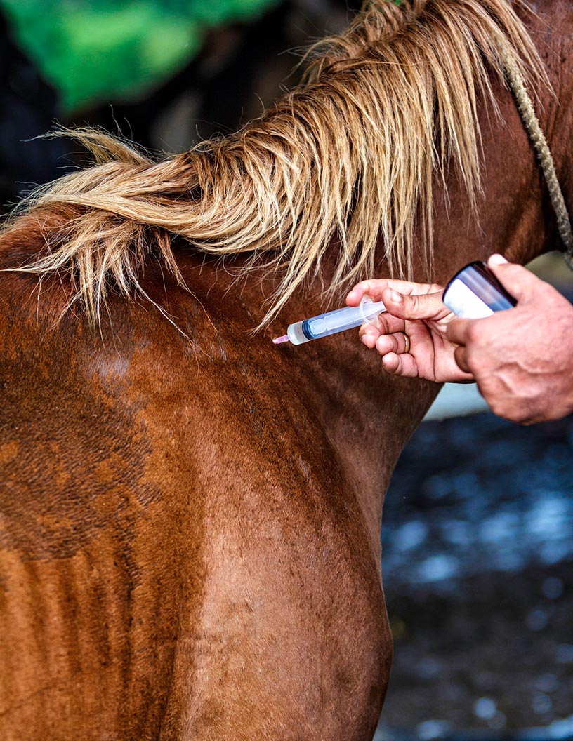 Equine Healthcare Market Analysis North America, Europe, Asia, Rest of World (ROW) - US, China, Mexico, UK, Germany - Size and Forecast 2024-2028