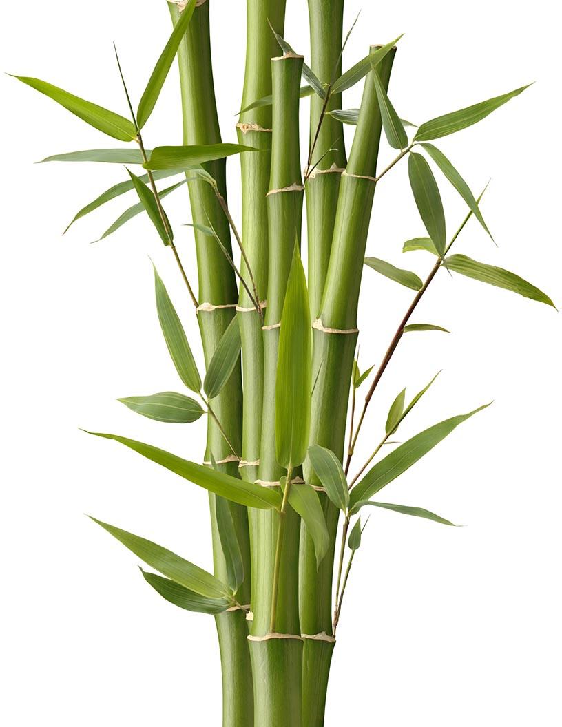 Bamboos Market Analysis, Size, and Forecast 2024-2028: APAC (China, India, Japan), North America (US and Canada), Europe (France, Germany, Italy, UK), Middle East and Africa (Egypt, KSA, Oman, UAE), and South America (Argentina and Brazil)