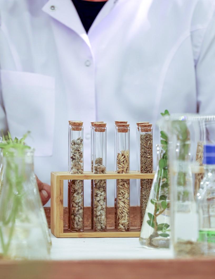 Genetically Modified (GMO) Food Market Analysis, Size, and Forecast 2025-2029: North America (US and Canada), APAC (Australia, China, India, Japan), Europe (France and Germany), South America (Argentina and Brazil), and Middle East and Africa (South Africa, UAE)