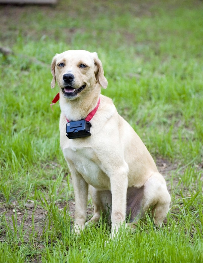 Pet Wearable Market Analysis, Size, and Forecast 2024-2028: North America (Canada and Mexico), Europe (France, Germany, Italy, Spain, UK), APAC (China, India, Japan, South Korea), Middle East and Africa (UAE), and South America (Brazil)