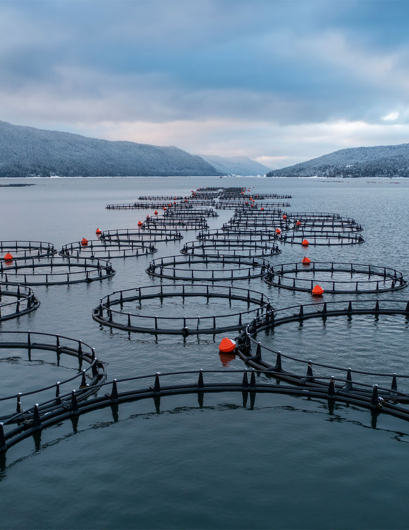 Aquaculture Market Analysis China - Size and Forecast 2024-2028