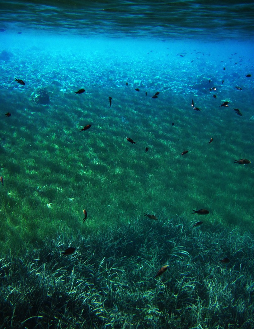 Marine Biopolymer Market Analysis APAC, North America, Europe, South America, Middle East and Africa - US, China, Japan, Germany, UK - Size and Forecast 2024-2028