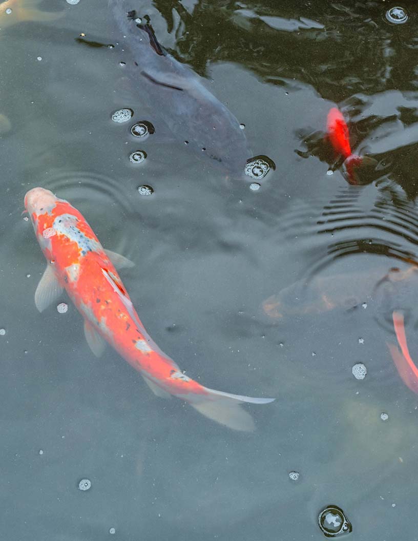 Water Treatment For Aquaculture Market Analysis APAC, Europe, North America, South America, Middle East and Africa - China, US, Germany, India, Indonesia - Size and Forecast 2024-2028