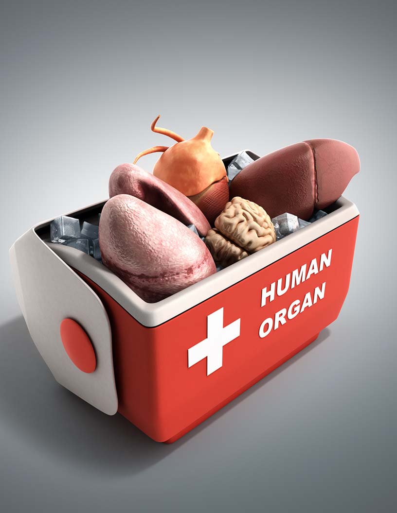 Organ Preservation Market Analysis North America, Europe, Asia, Rest of World (ROW) - US, China, Germany, France, India - Size and Forecast 2024-2028