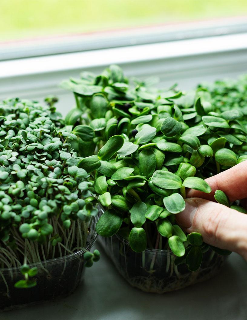 Microgreens Market Analysis, Size, and Forecast 2025-2029: North America (US and Canada), Europe (France, Germany, Italy, Russia, and UK), APAC (China, India, and Japan), and Rest of World (ROW)