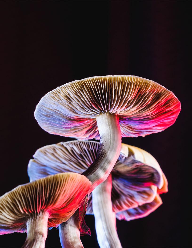 US Psychedelic Mushroom Products Market Analysis, Size, and Forecast 2025-2029