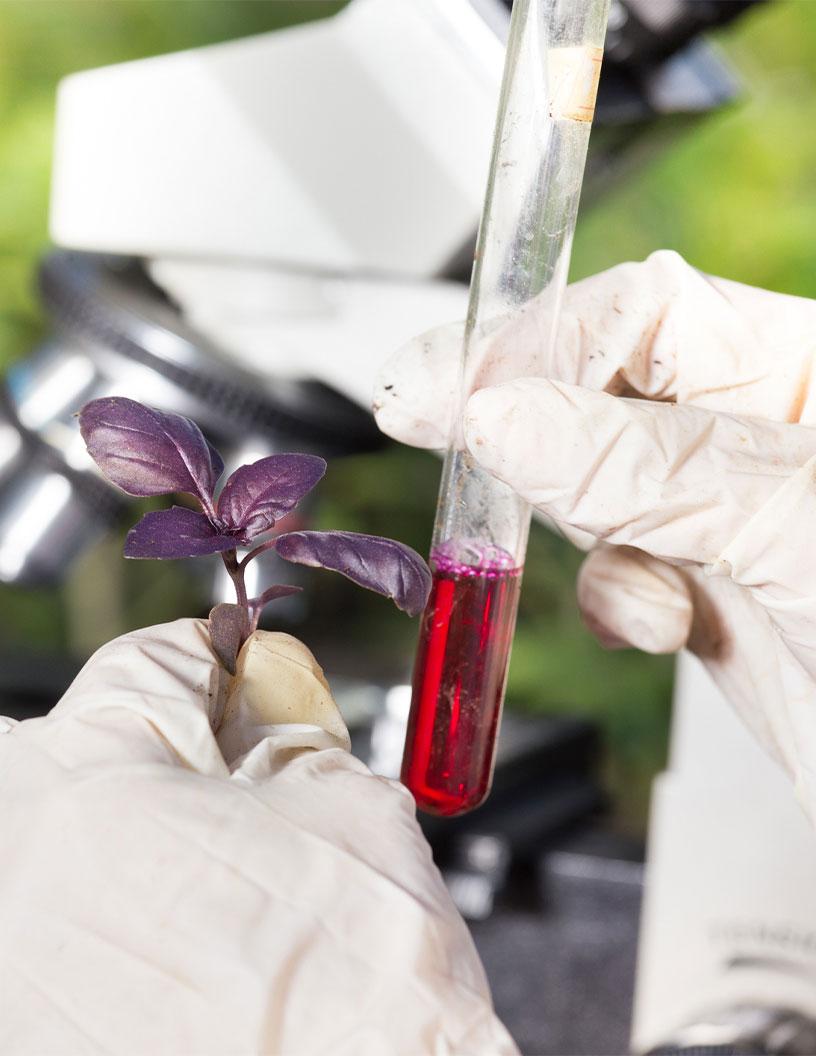 India Agrochemicals Market Analysis, Size, and Forecast 2025-2029