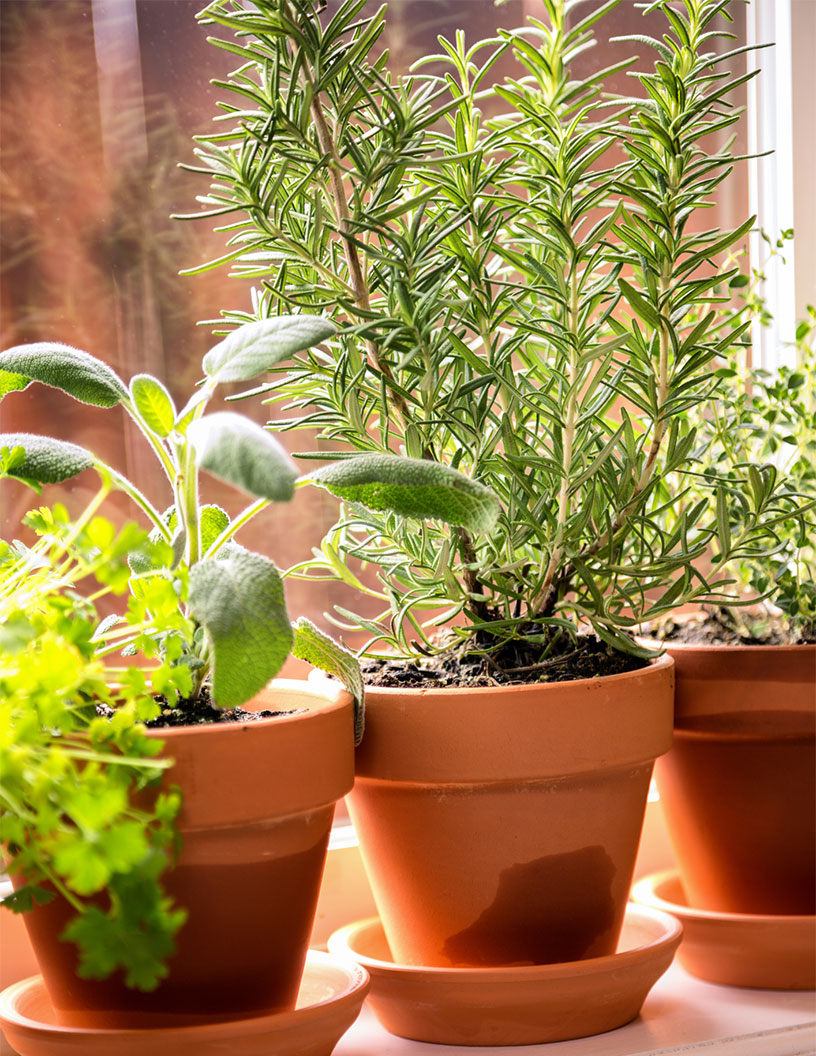 Europe Planter Market Analysis Europe - Size and Forecast 2024-2028