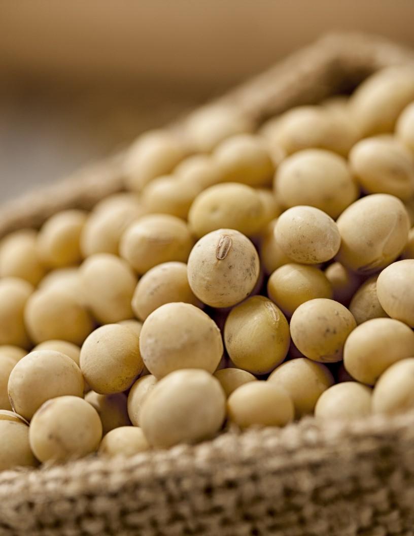 Soybean Seed Market Analysis, Size, and Forecast 2025-2029: North America (US, Canada, and Mexico), APAC (Australia, China, India, Japan, and South Korea), South America (Argentina and Brazil), and Rest of World (ROW)
