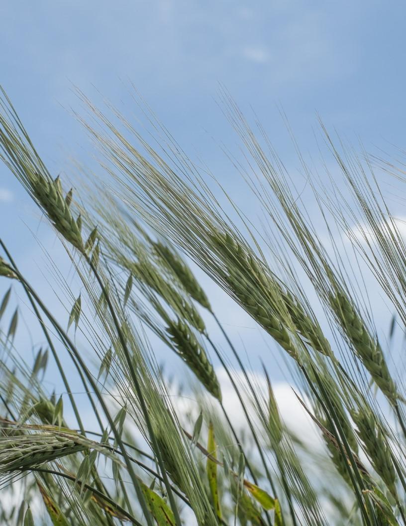 Cultured Wheat Market Analysis, Size, and Forecast 2025-2029: North America (US, Canada, and Mexico), Europe (France, Germany, Italy, and UK), APAC (China, India, and Japan), and Rest of World (ROW)