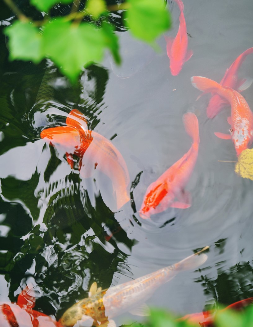 Ornamental Fish Market Analysis Europe, APAC, North America, South America, Middle East and Africa - US, China, Germany, UK, France, Japan - Size and Forecast 2024-2028