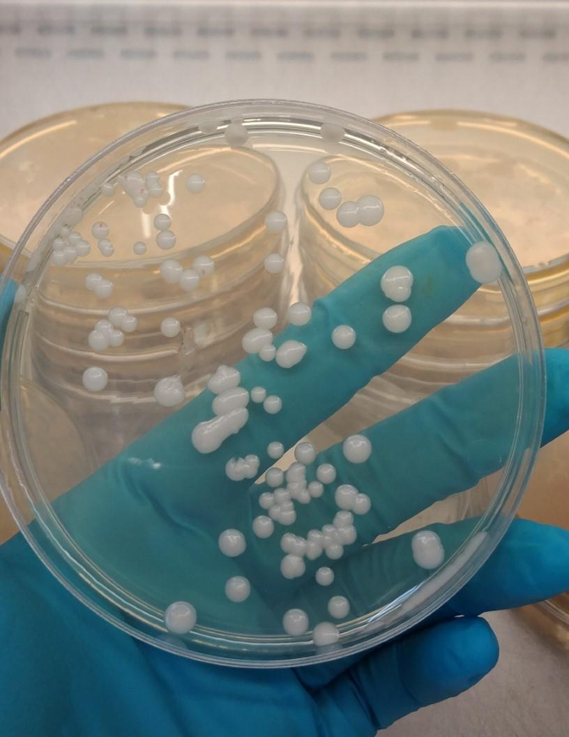 Non-Ionic Surfactants Market Analysis APAC, North America, Europe, South America, Middle East and Africa - US, China, India, Japan, Germany, South Korea, UK, Brazil, France, Italy - Size and Forecast 2024-2028