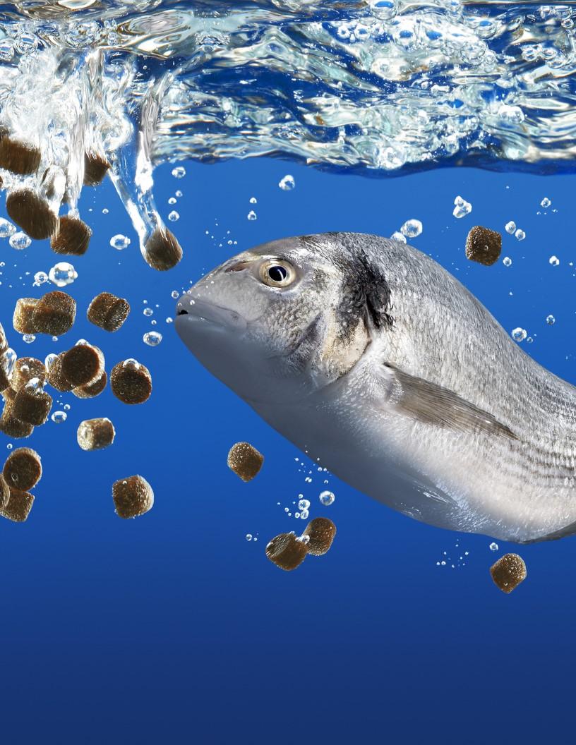 Ornamental Fish Feed Market Analysis Europe, APAC, North America, South America, Middle East and Africa - US, China, Germany, UK, France, Japan, Singapore, Italy, The Netherlands, Belgium - Size and Forecast 2024-2028