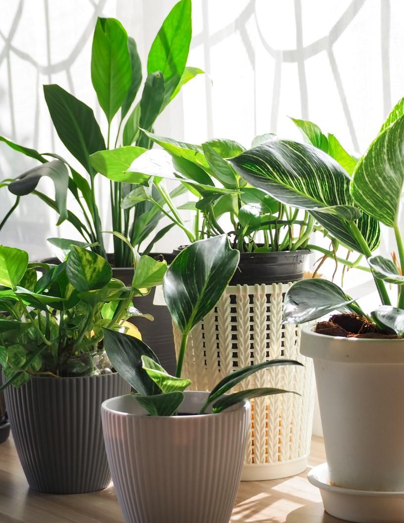 Indoor Plants Market Analysis, Size, and Forecast 2025-2029: North America (US and Canada), Europe (France, Germany, and UK), Middle East and Africa (UAE), APAC (Australia, China, India, and Japan), South America (Brazil), and Rest of World (ROW)
