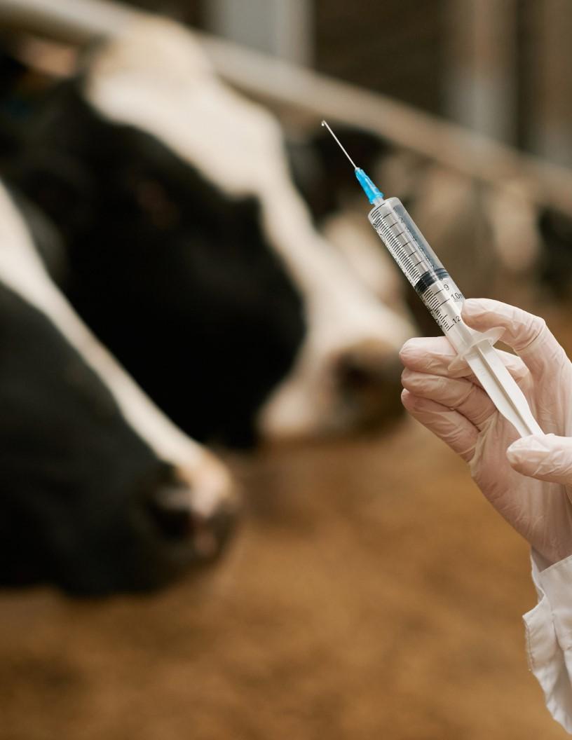 Veterinary Vaccines Market Analysis, Size, and Forecast 2025-2029: North America (US and Canada), Europe (France, Germany, and UK), APAC (China, India, Japan, and South Korea), South America (Brazil), and Rest of World (ROW)