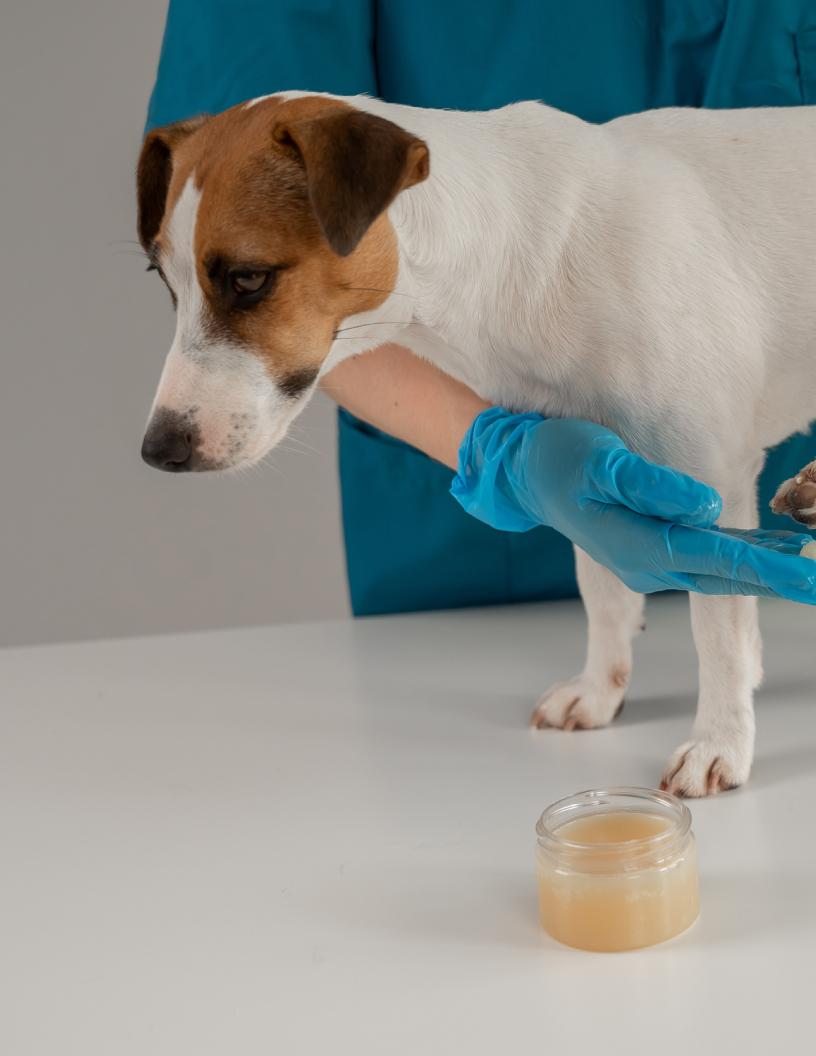 Canine Arthritis Treatment Market Analysis, Size, and Forecast 2025-2029: North America (US and Mexico), Europe (France, Germany, and UK), APAC (Australia, China, India, Japan, and South Korea), and Rest of World (ROW)